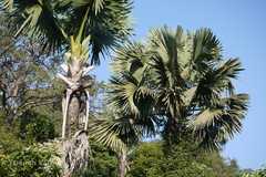 Corypha umbraculifera